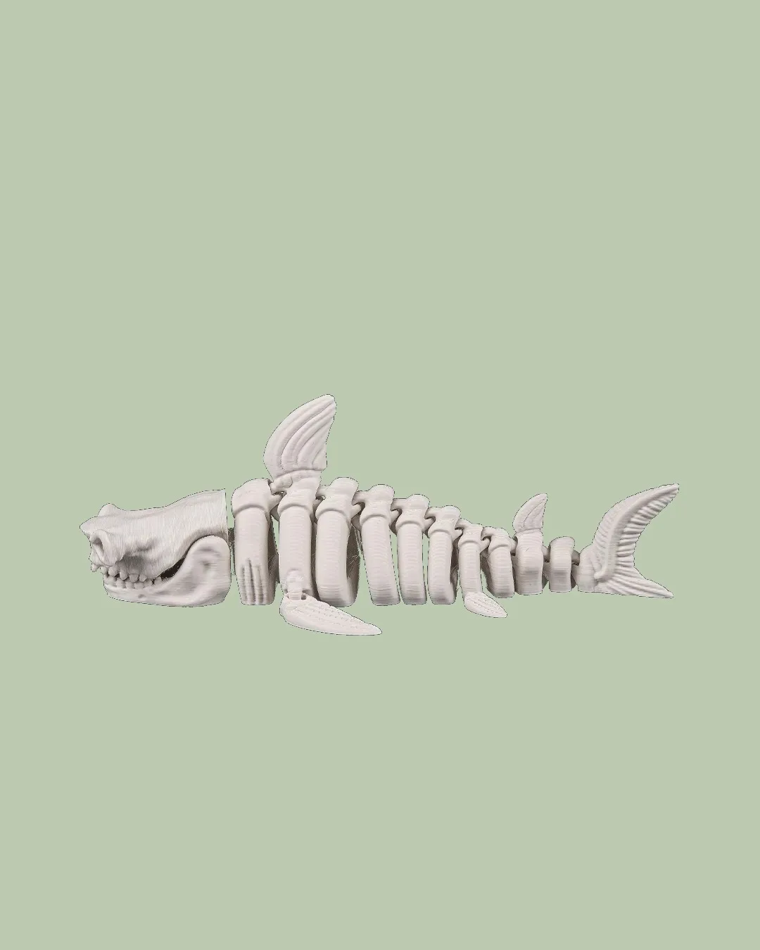 Skeleton Shark, photo 2