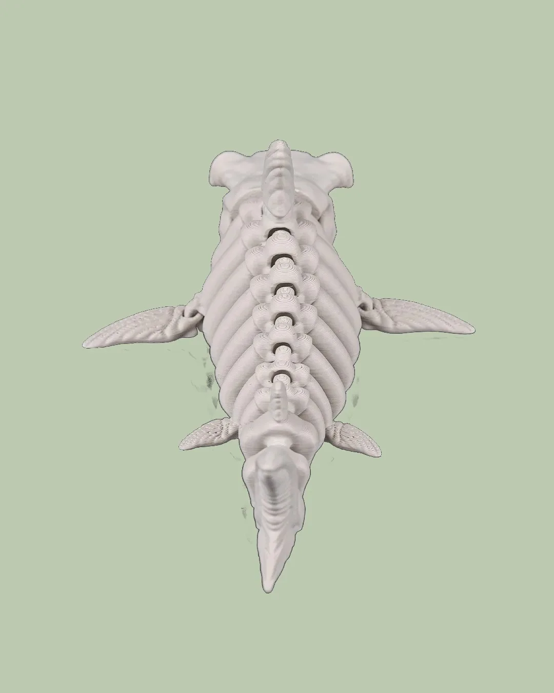 Skeleton Shark, photo 4
