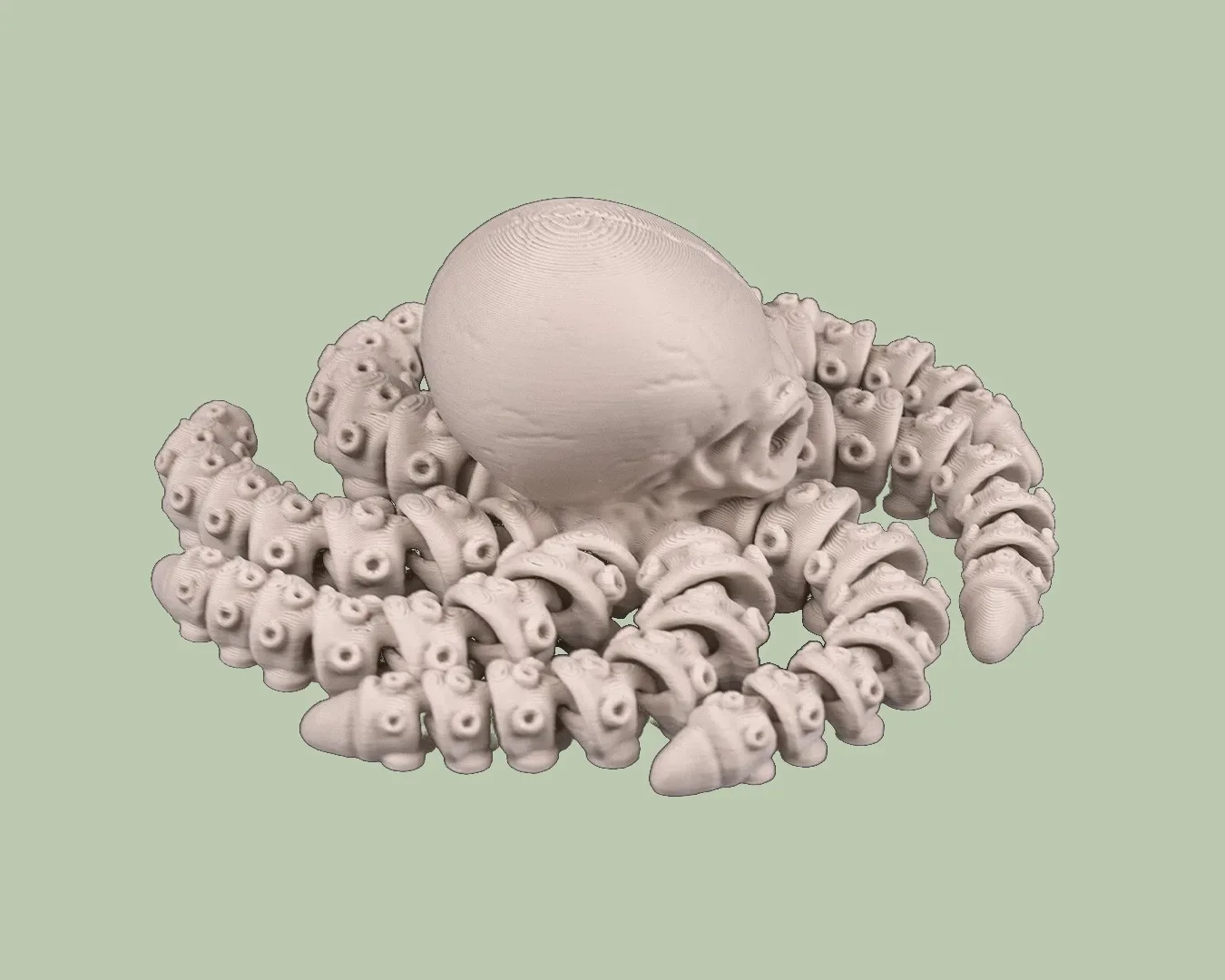 Skeleton Octopus, photo 2