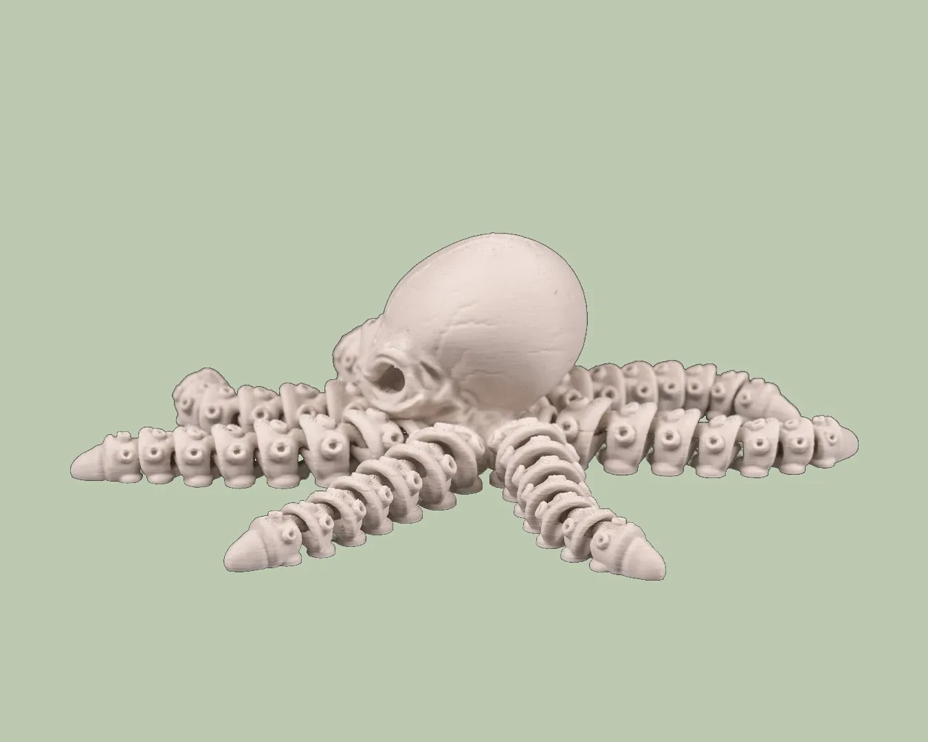 Skeleton Octopus, photo 3