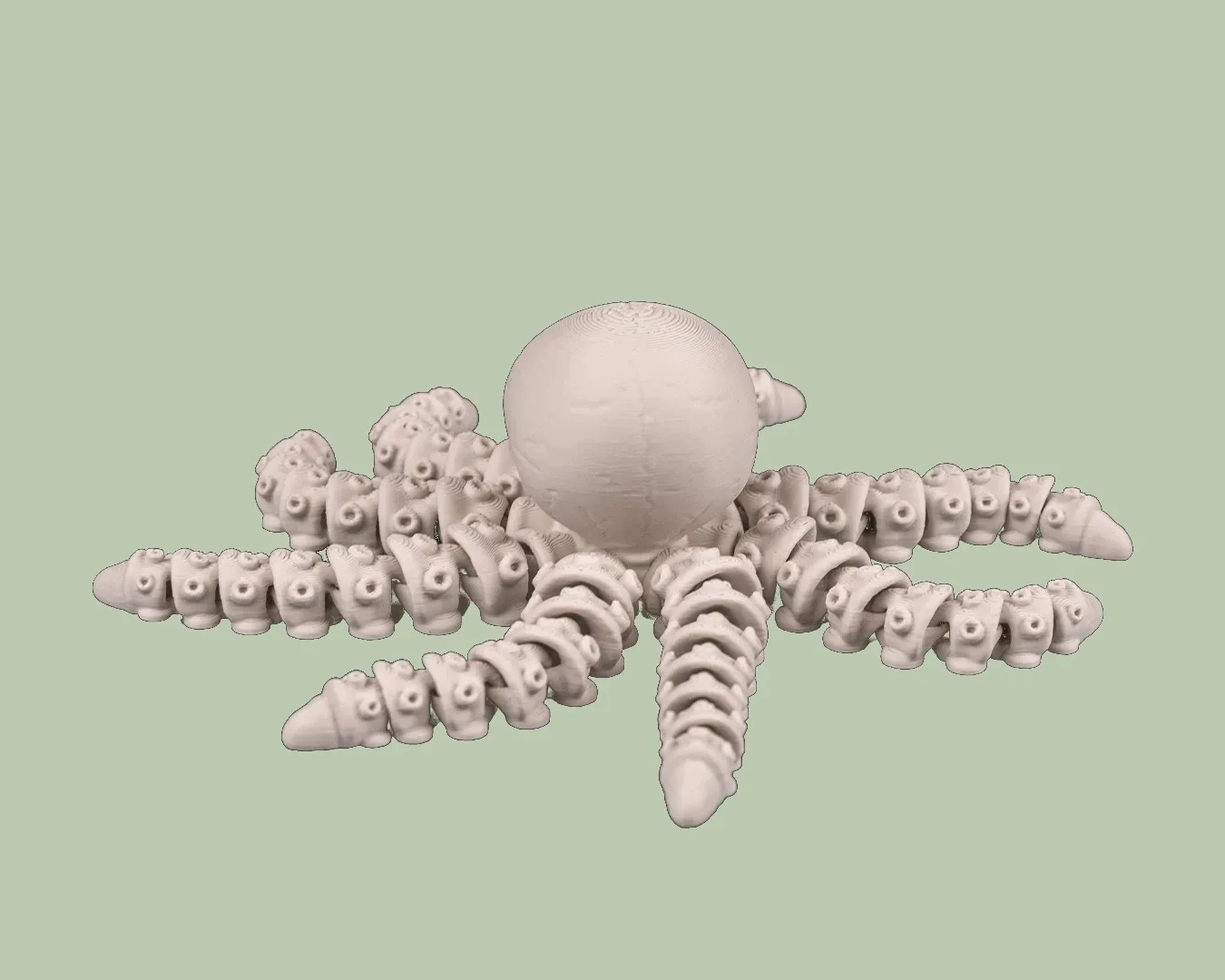 Skeleton Octopus, photo 4