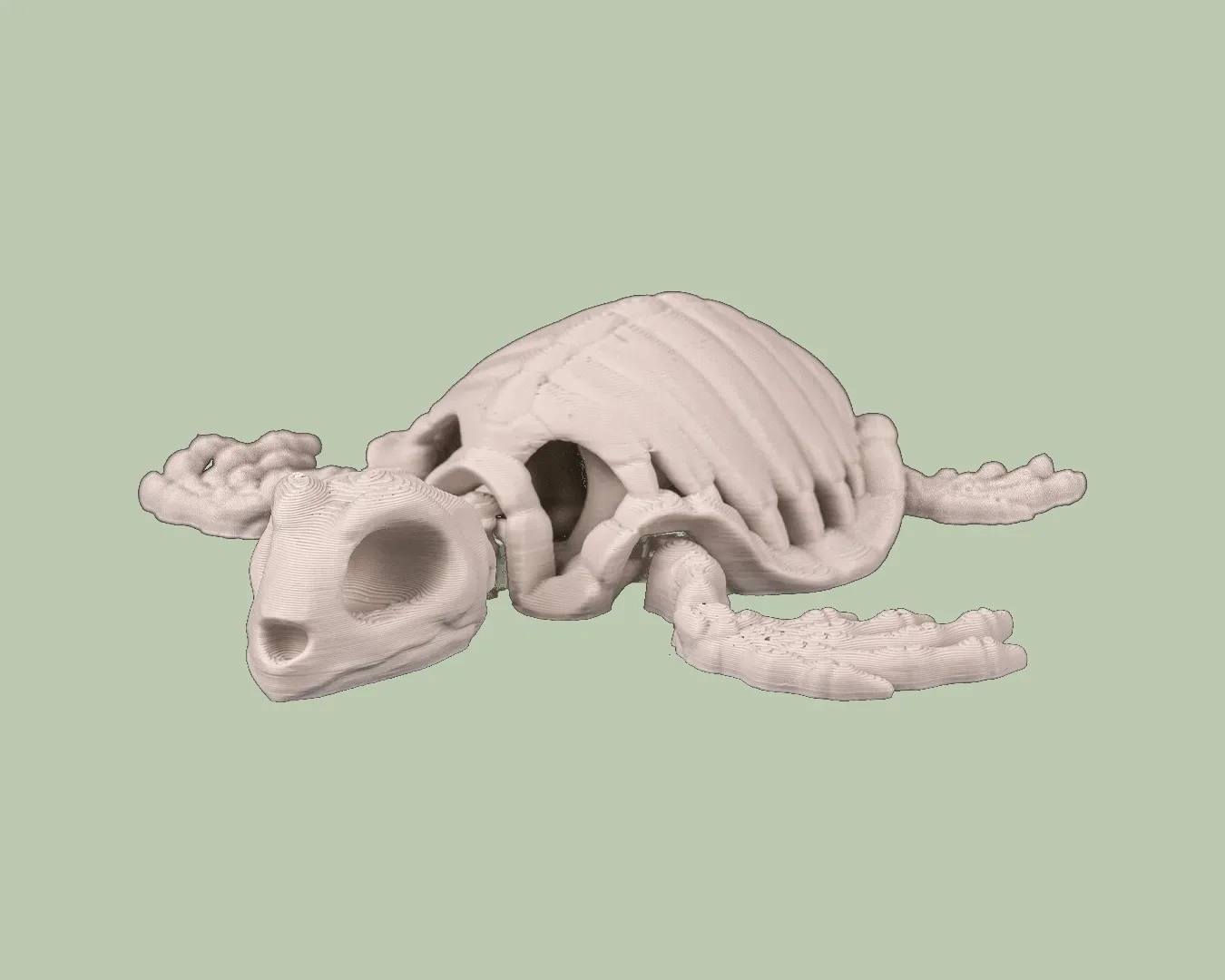 Skeleton Turtle