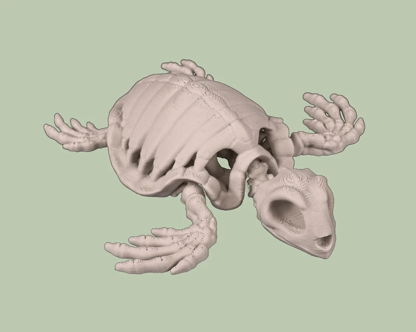 Skeleton Turtle, photo 3