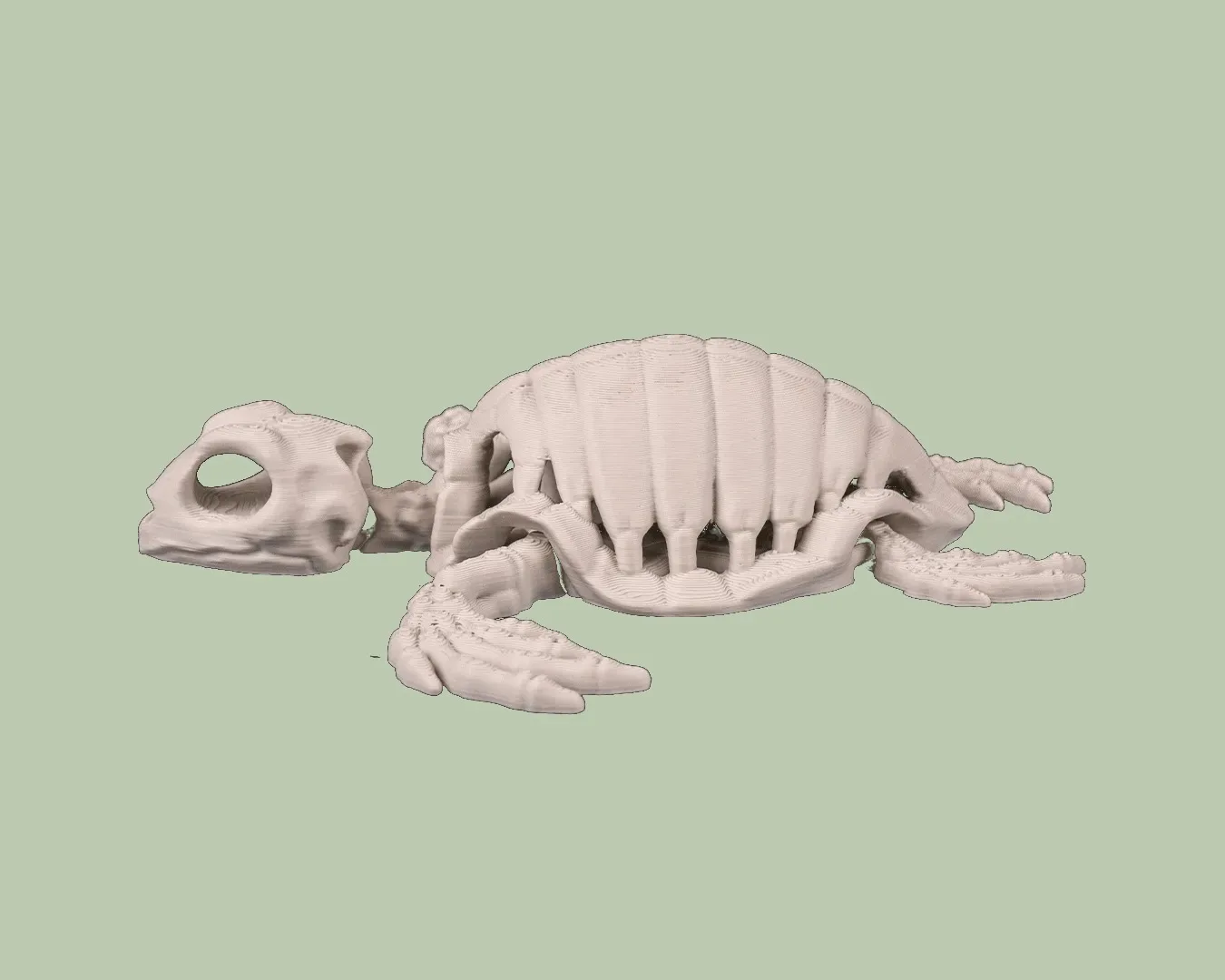 Skeleton Turtle, photo 4